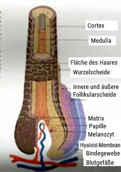 Typen von Terminalhaaren