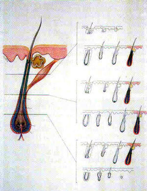 Haarwachstum